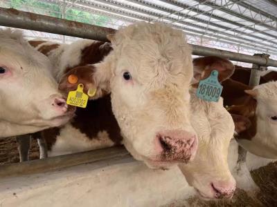 銀行養(yǎng)殖貸活體資產(chǎn)監(jiān)管平臺 - 中出網(wǎng)-智能出入口與停車充電門戶