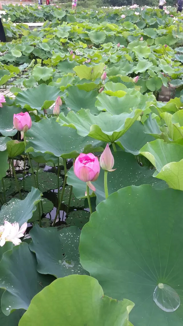 佛山金建業(yè)電動門、金長紅